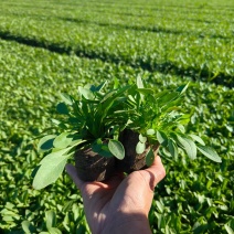金鸡菊