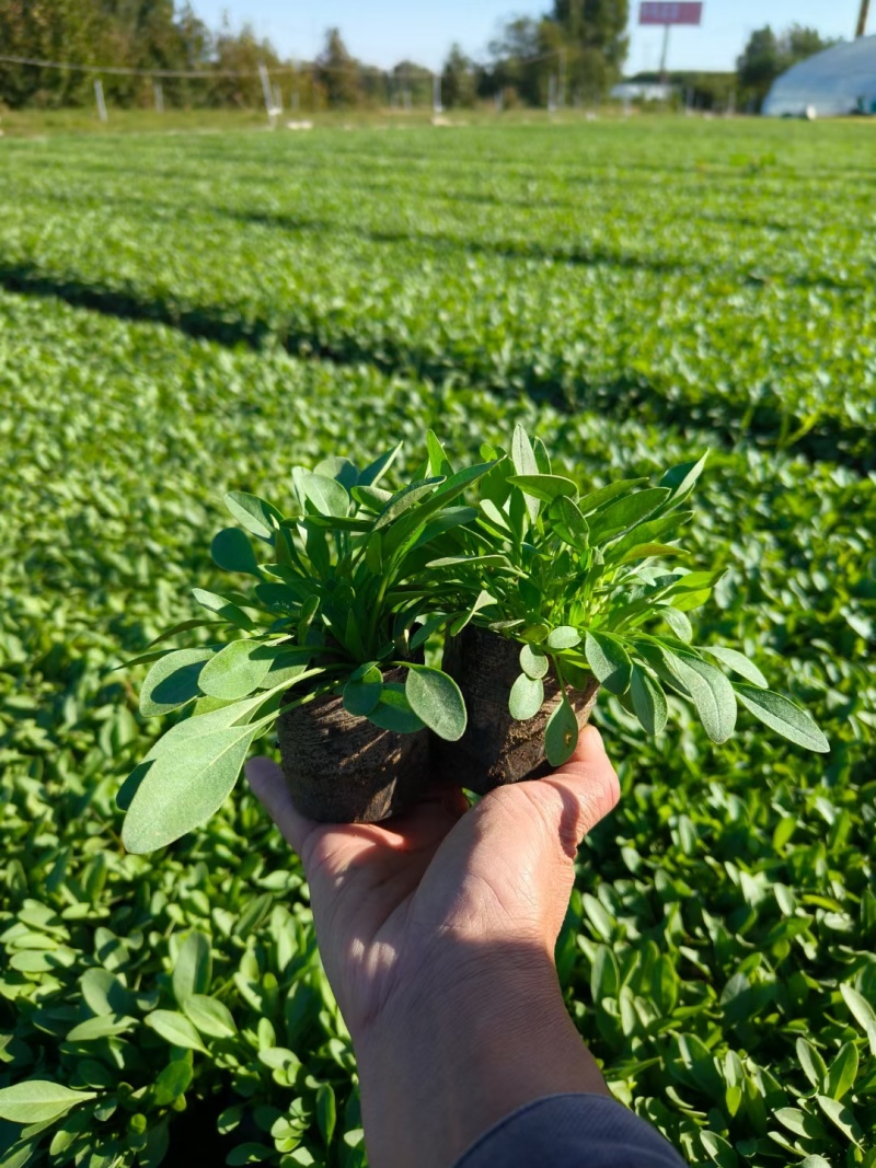 金鸡菊
