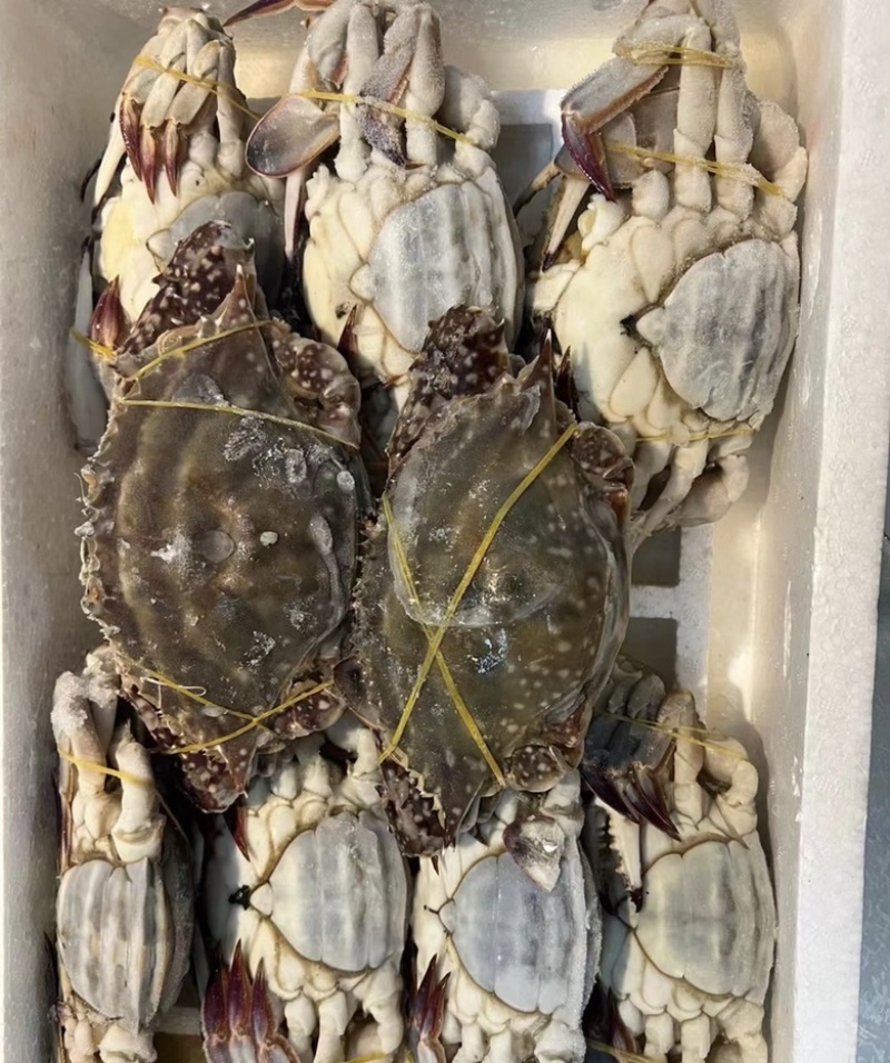 单冻梭子蟹大量有货质量保证欢迎老板电话联系