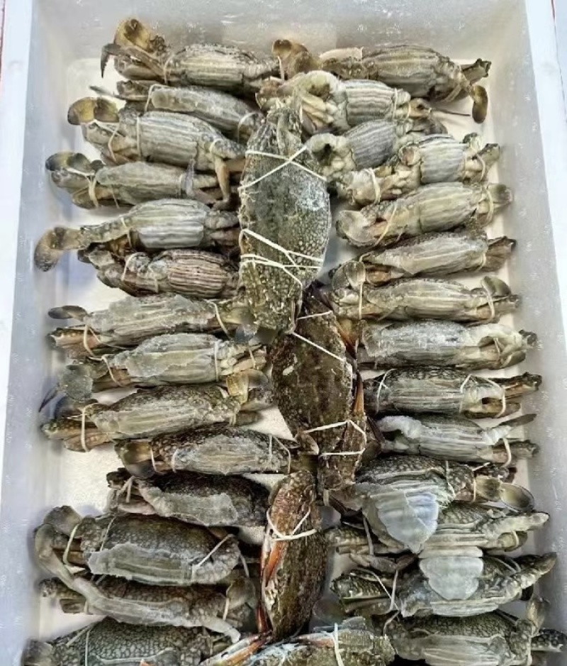 单冻梭子蟹大量有货质量保证欢迎老板电话联系