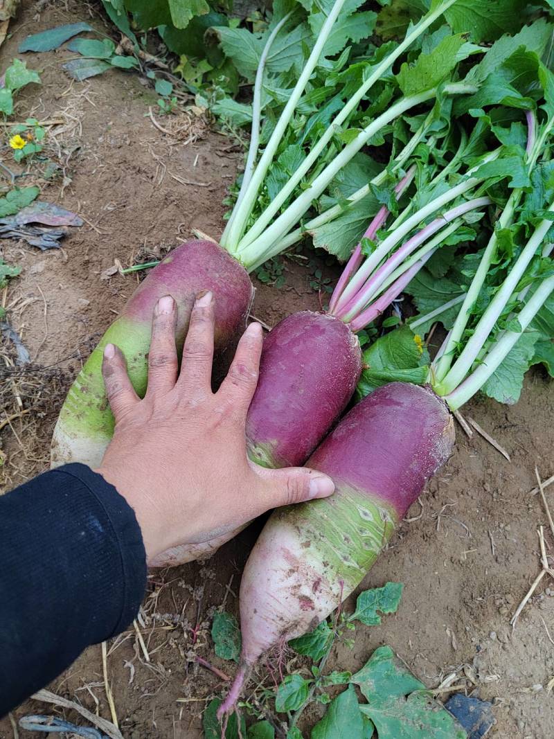 冰淇淋萝卜