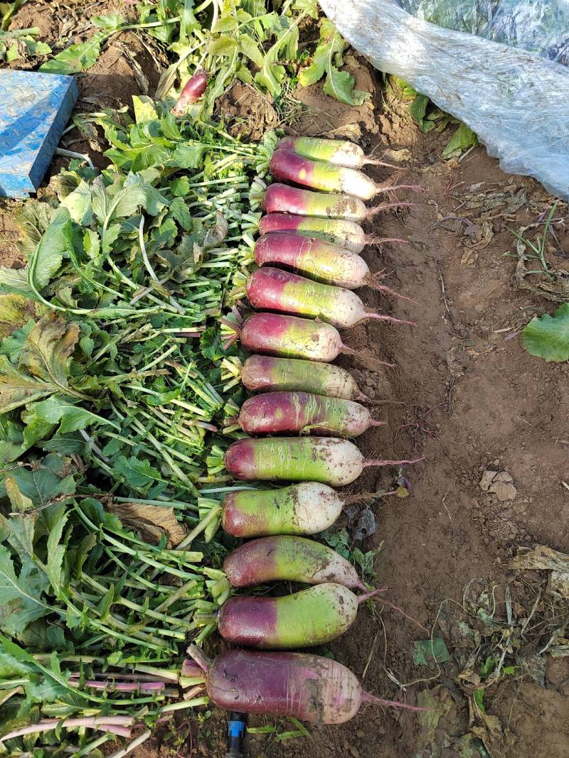 冰淇淋萝卜