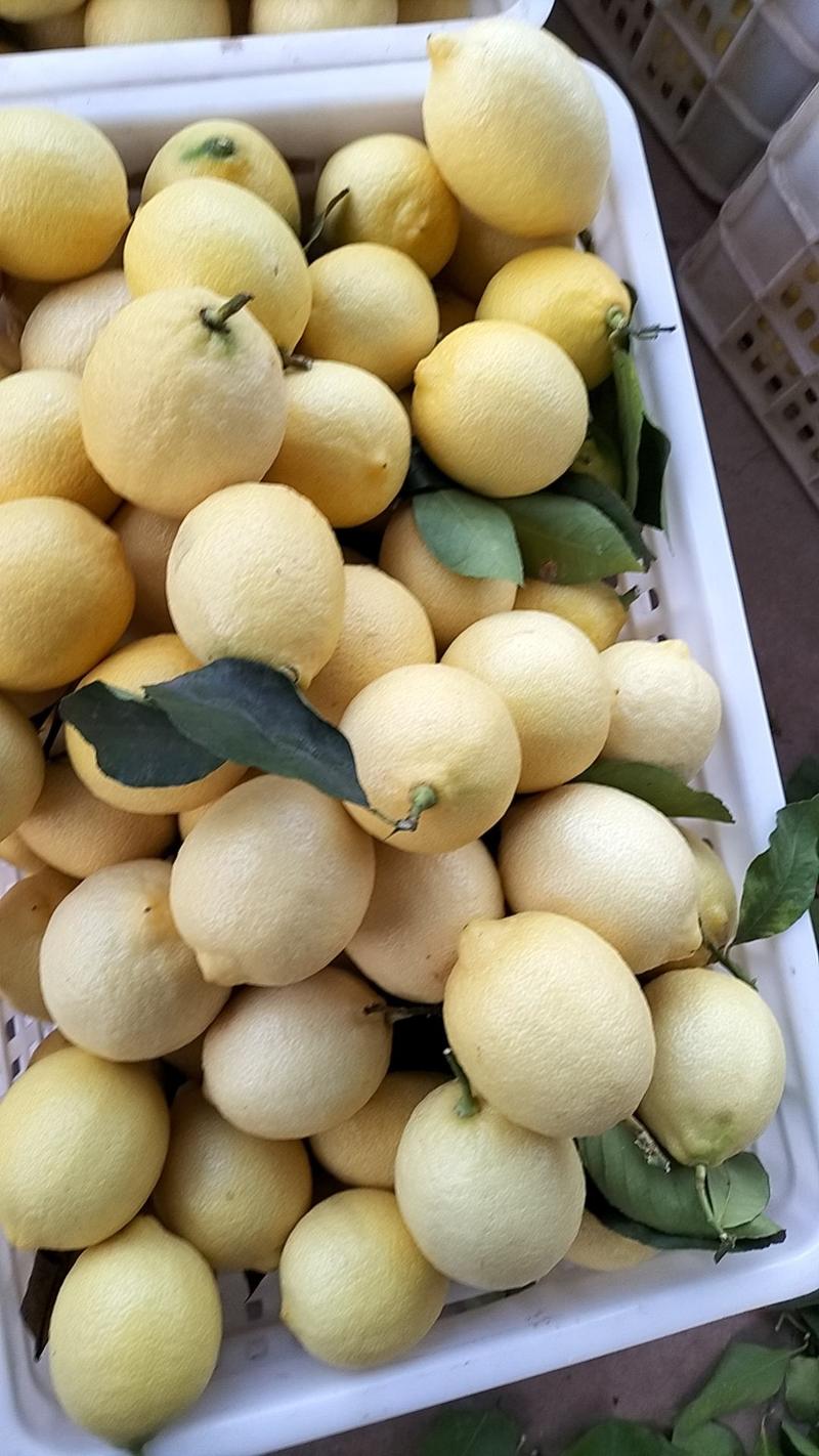 精品柠檬安岳柠檬大量有货产地直发品质保证诚信经营