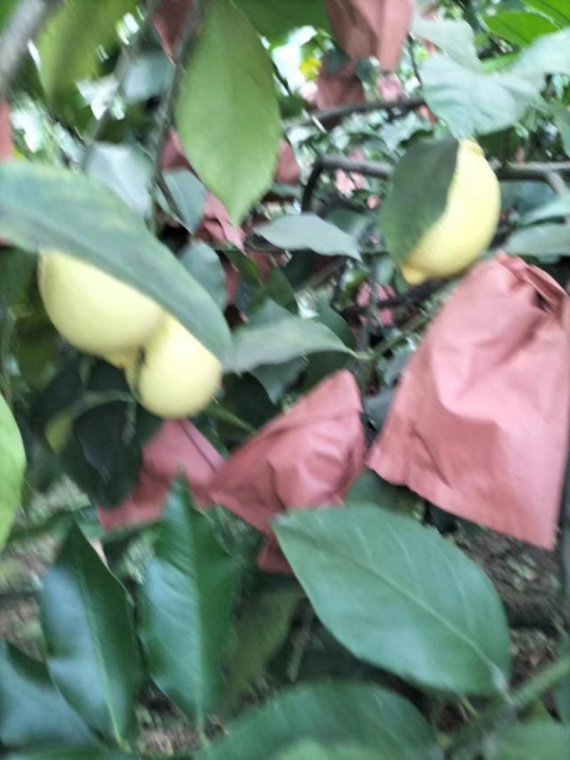 精品安岳柠檬黄柠檬产地直供表皮光滑一袋两个欢迎下单