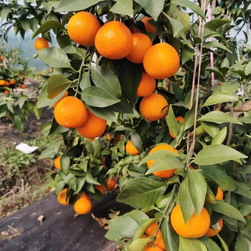 浙江精品爱媛橙自家种植爆甜多汁库存充足欢迎选购