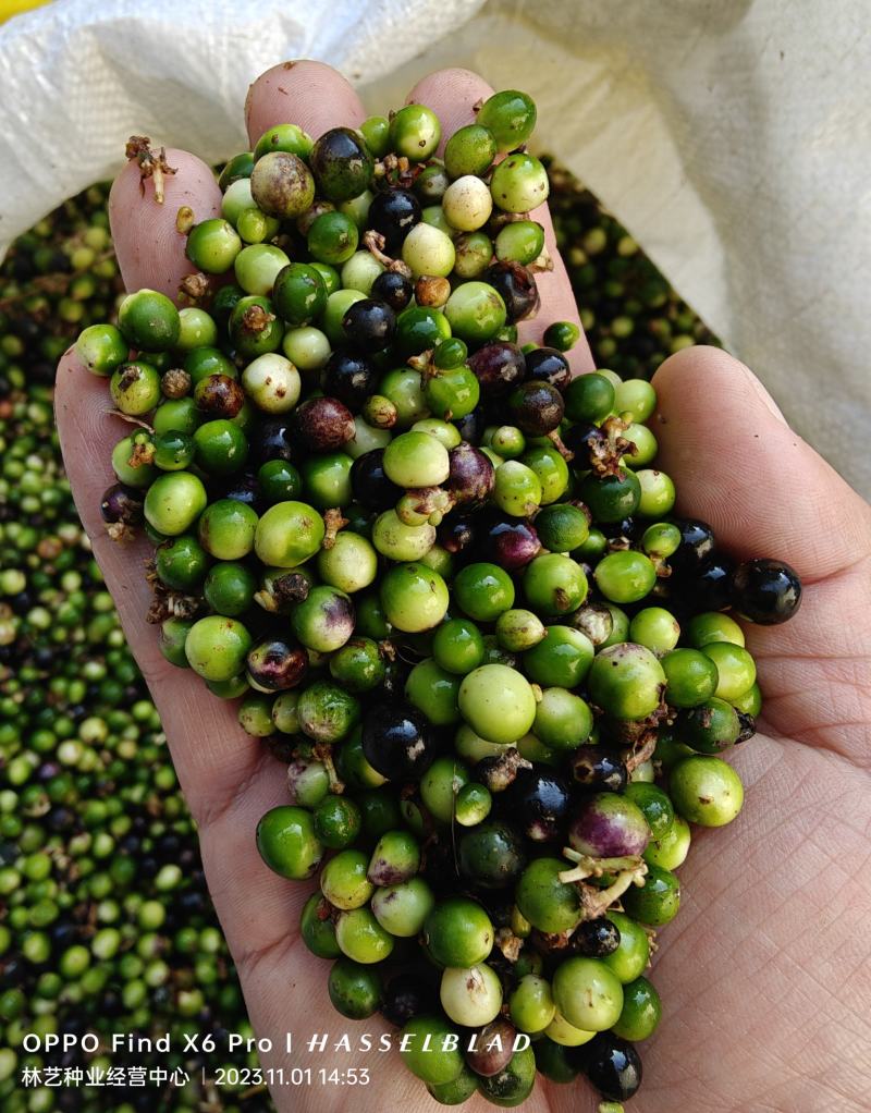 新采麦冬草种子庭院路边绿化草坪种子矮麦冬草工程草籽