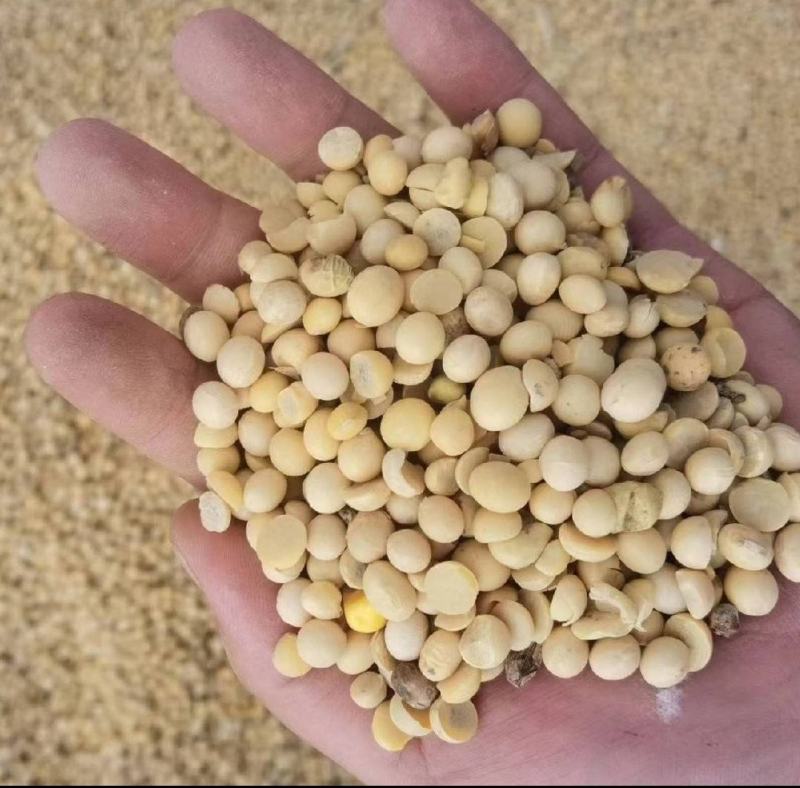河南黄豆瓣用于豆腐豆干，家直发品质保证来电更优惠
