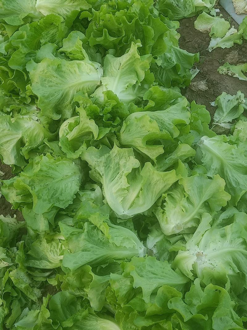 意大利生菜