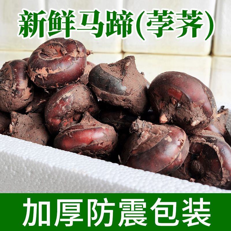 新鲜马蹄荸荠大地梨地栗子农家果子时令水果新鲜红马蹄果当季