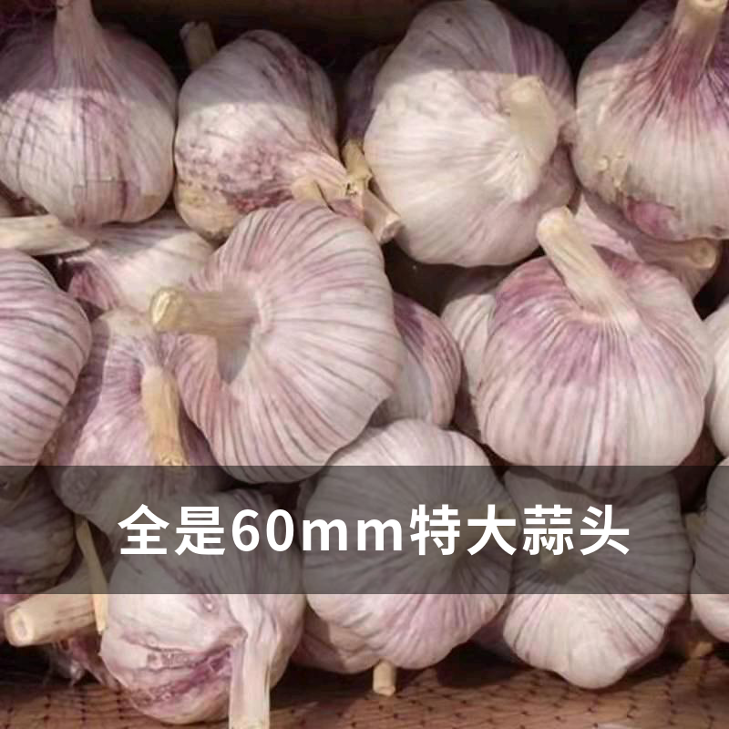 大号紫皮大蒜对接各大商超批发市场货源充足质量保证长期合作