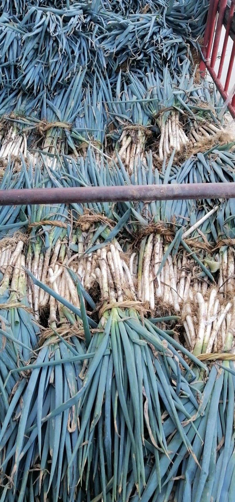 【新野大葱】精品铁杆大葱大量上市中，对接批发商，批发市场