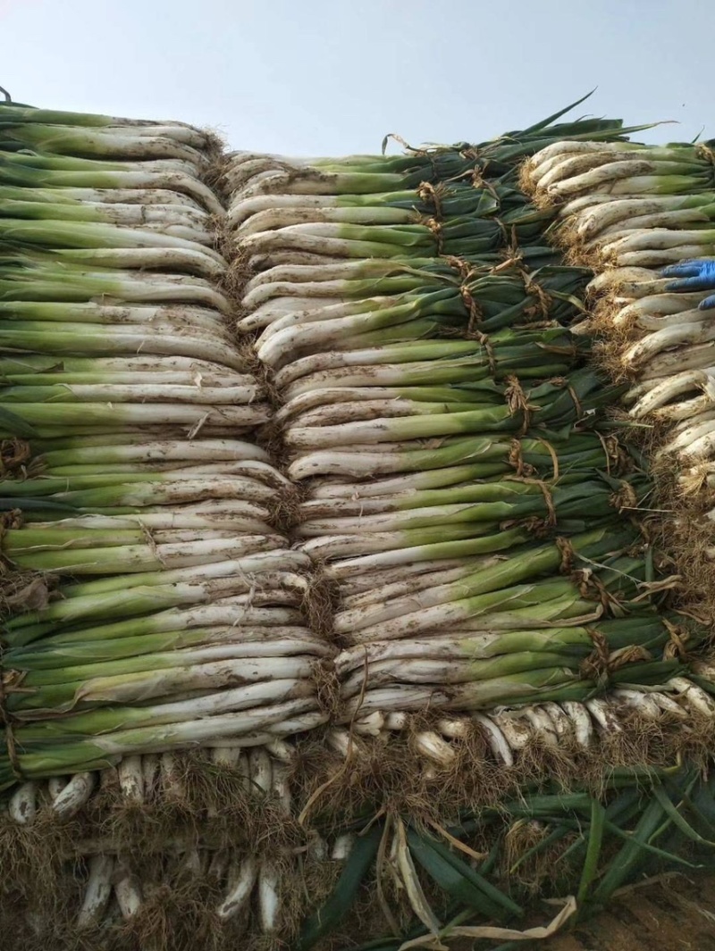 【产地发货】铁杆大葱，精品铁杆大葱，产地一手货源量大从优