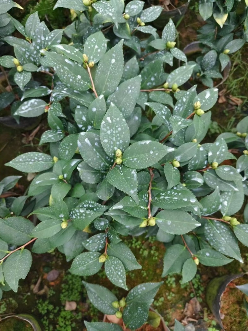 茶花赤丹香妃花色齐全可视频看货欢迎老板电话联系