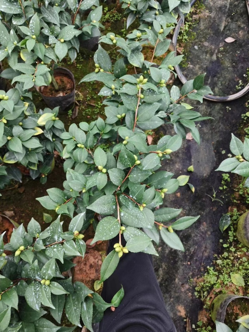 茶花赤丹香妃花色齐全可视频看货欢迎老板电话联系