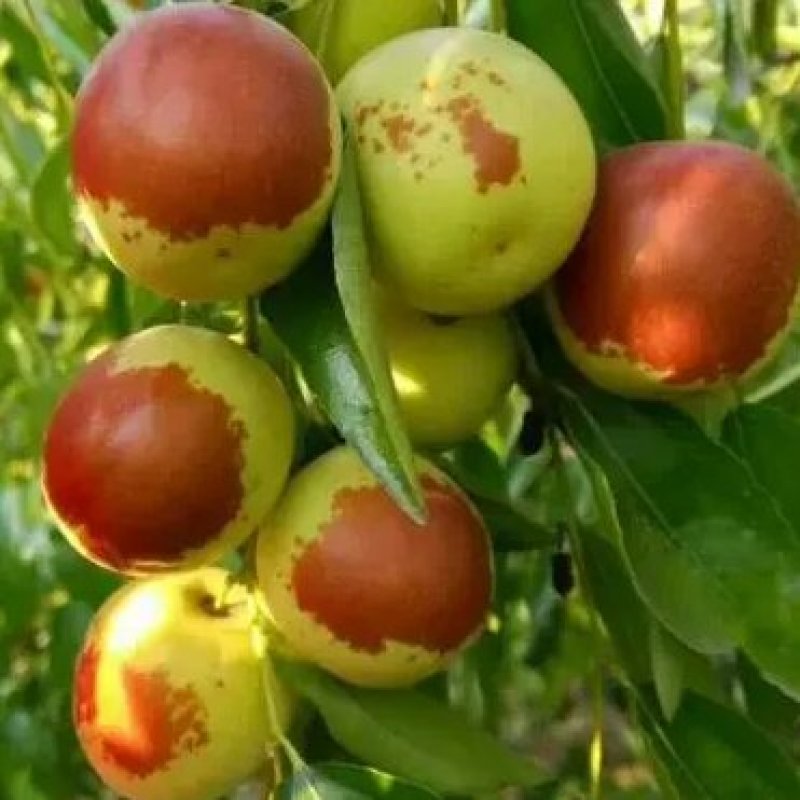 沾化冬枣，社区团购,一件代发,一手货源,大量现货保质欢迎