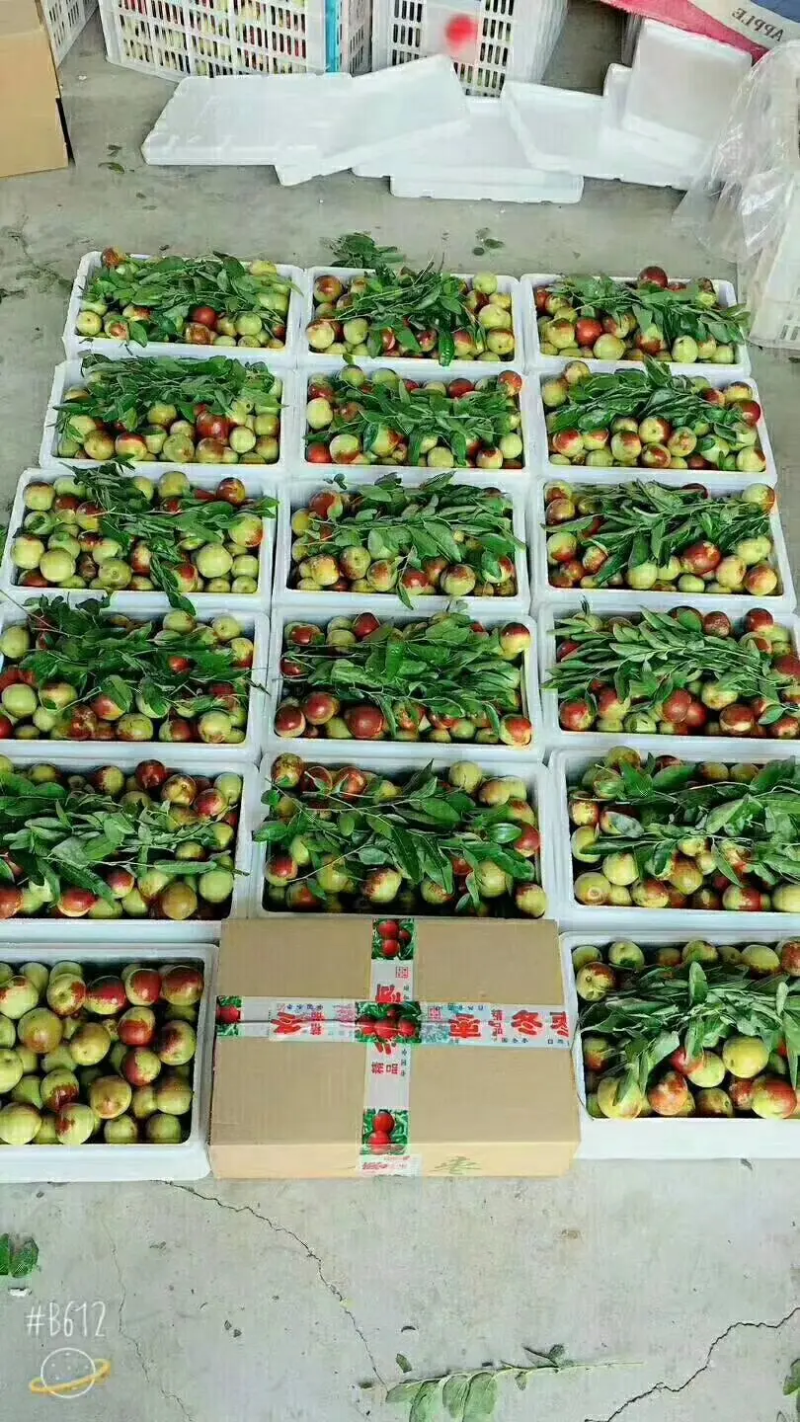 沾化冬枣，社区团购,一件代发,一手货源,大量现货保质欢迎