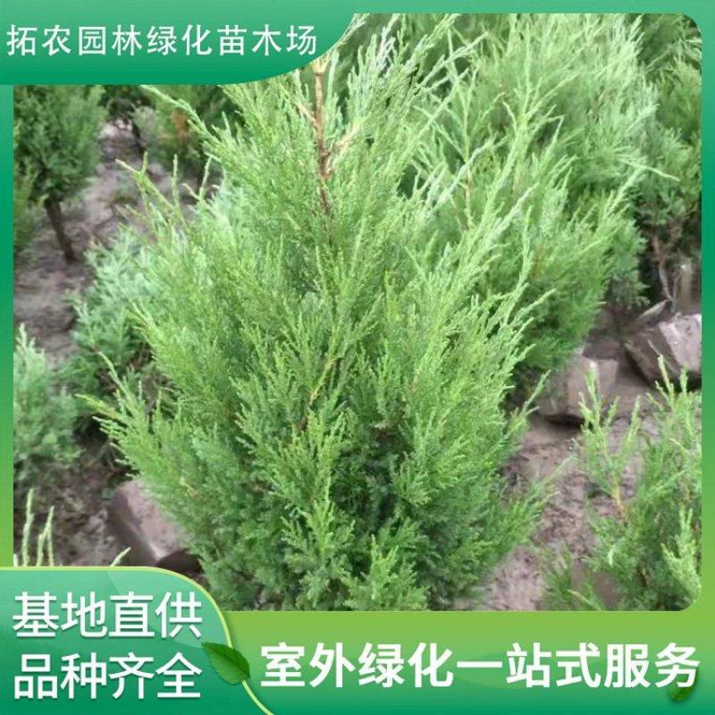 蜀桧基地常年出售精品蜀桧30-2米高蜀桧产地直发