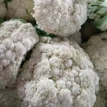 松花菜有机花湖北省当阳市菜花大量现货供应全国发售