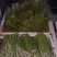 预售2025年贵州野生蕨菜大量供应，需要可以提前下单