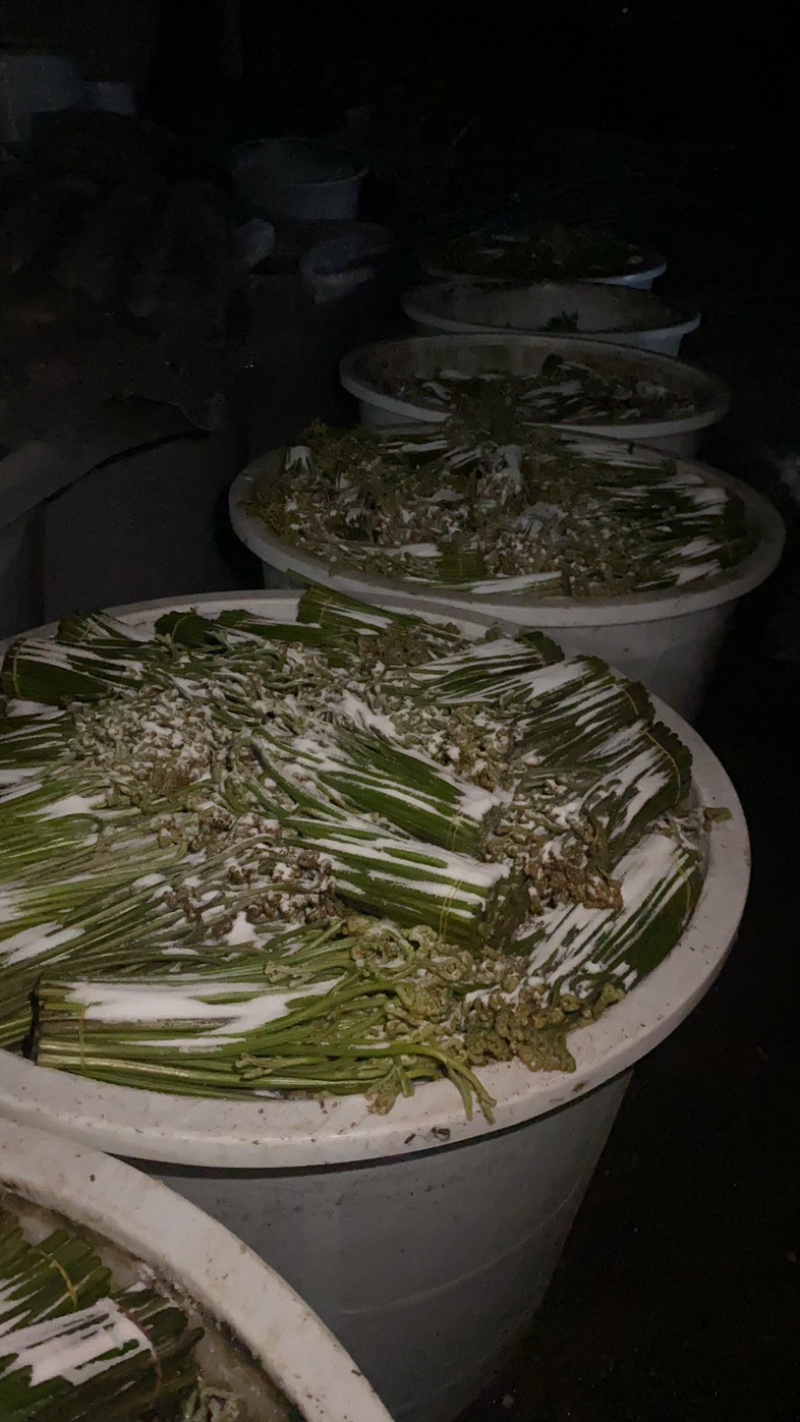 预售2025年贵州野生蕨菜大量供应，需要可以提前下单