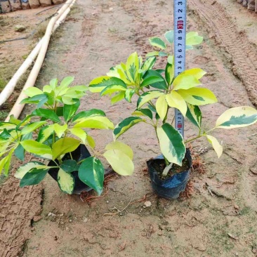 大量七斤袋花叶鸭脚木岀售