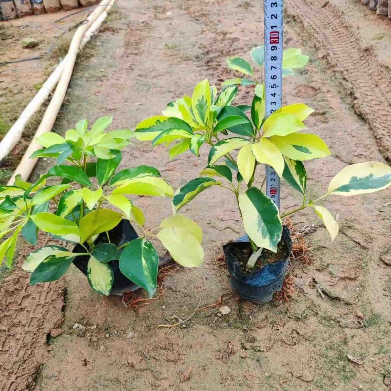 大量七斤袋花叶鸭脚木岀售