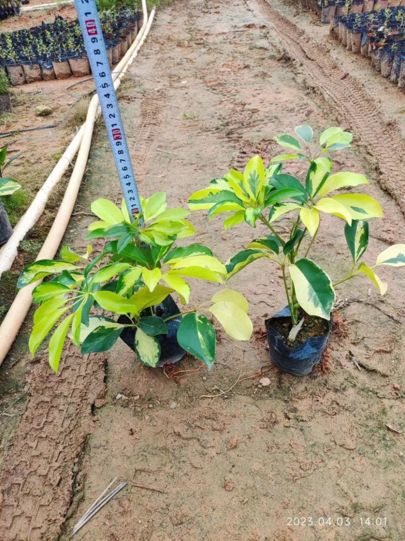 大量七斤袋花叶鸭脚木岀售