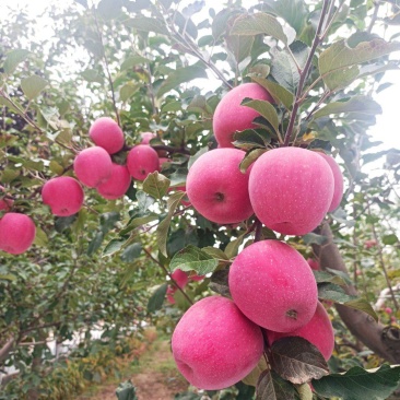 高次苹果