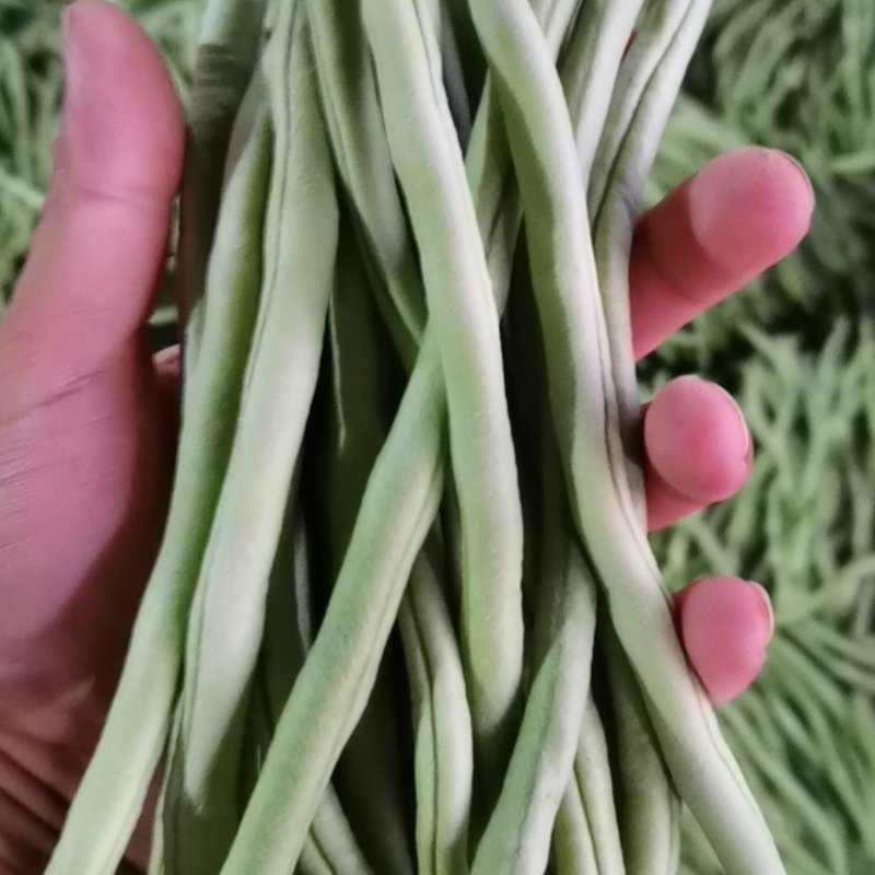 精品豆王