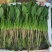 【精品】山东大叶菠菜20-30厘米，标准两排-三排菜规格齐全