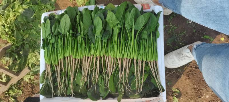 【精品】山东大叶菠菜20-30厘米，标准两排-三排菜规格齐全