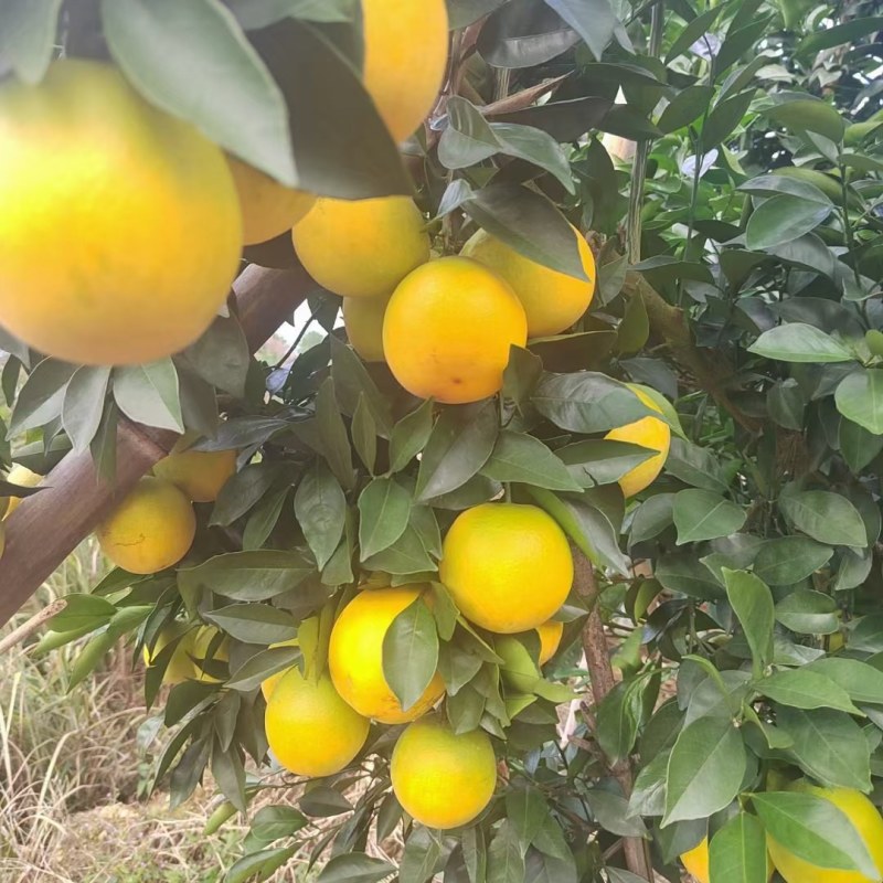 赣南信丰脐橙