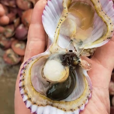 鲜活海湾贝抖音网红小红贝养殖地现捞现发