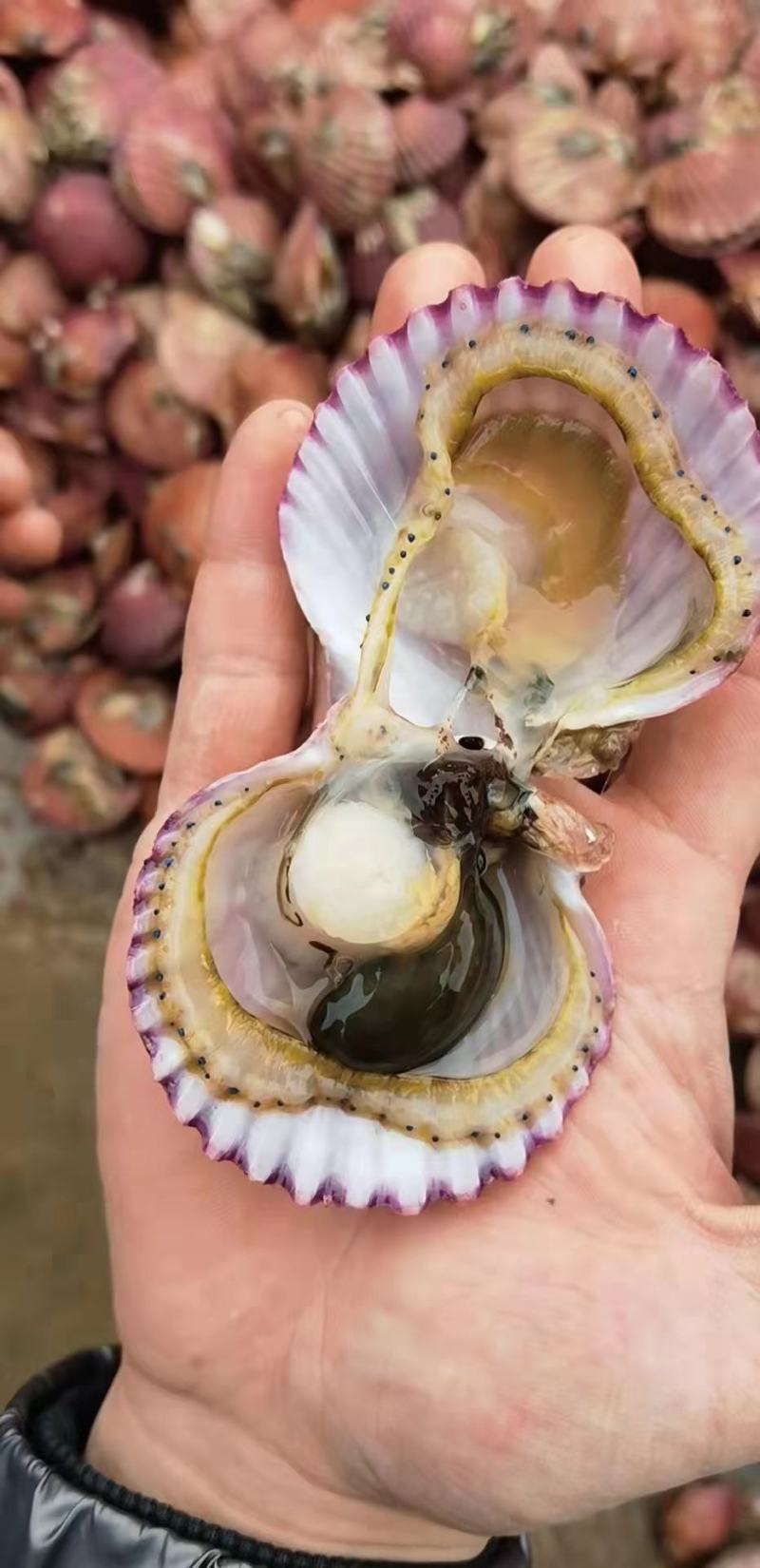 鲜活海湾贝抖音网红小红贝养殖地现捞现发