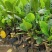 西双版纳优质红肉菠萝蜜、印泥红、榴莲蜜、果苗