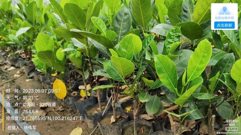 西双版纳优质红肉菠萝蜜、印泥红、榴莲蜜、果苗