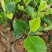 西双版纳优质红肉菠萝蜜、印泥红、榴莲蜜、果苗