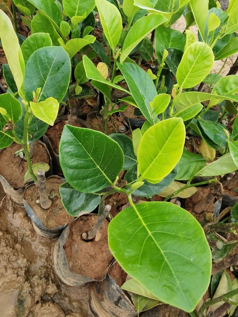 西双版纳优质红肉菠萝蜜、印泥红、榴莲蜜、果苗
