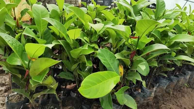 西双版纳优质红肉菠萝蜜、印泥红、榴莲蜜、果苗