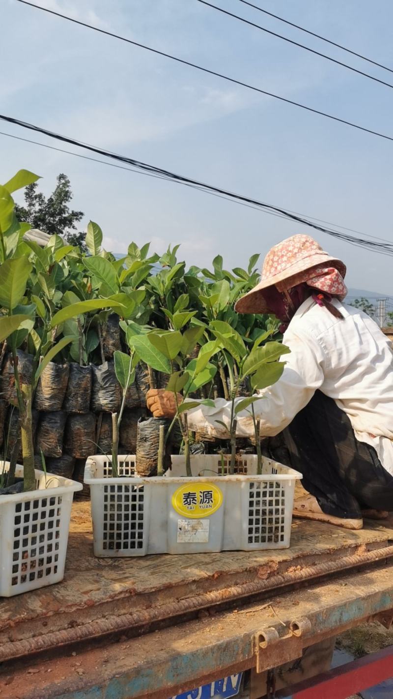 西双版纳优质红肉菠萝蜜、印泥红、榴莲蜜、果苗