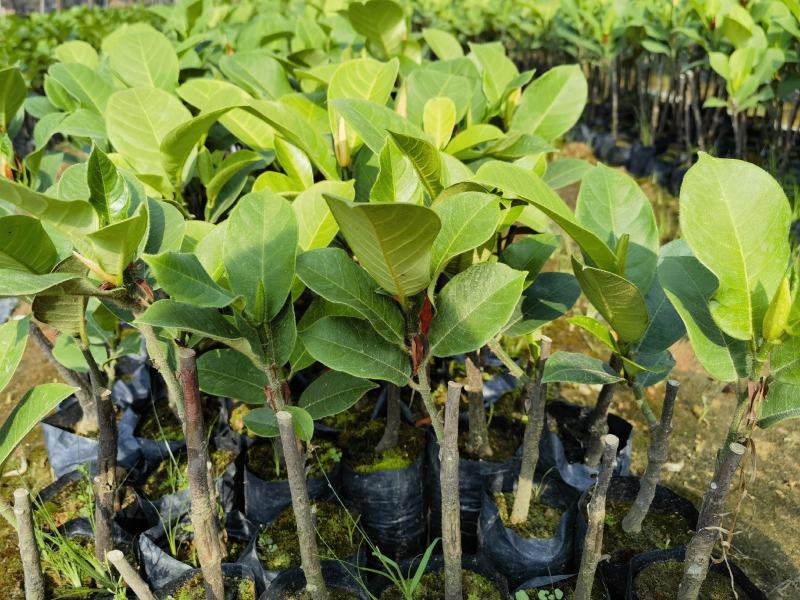 西双版纳优质红肉菠萝蜜、印泥红、榴莲蜜、果苗