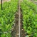 西双版纳优质红肉菠萝蜜、印泥红、榴莲蜜、果苗