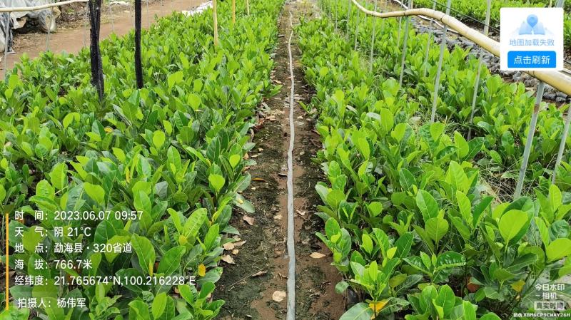 西双版纳优质红肉菠萝蜜、印泥红、榴莲蜜、果苗