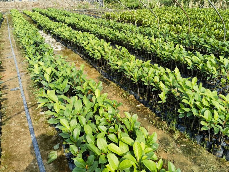 西双版纳优质红肉菠萝蜜、印泥红、榴莲蜜、果苗