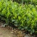 西双版纳优质红肉菠萝蜜、印泥红、榴莲蜜、果苗
