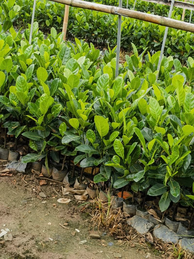 西双版纳优质红肉菠萝蜜、印泥红、榴莲蜜、果苗