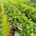 西双版纳优质红肉菠萝蜜、印泥红、榴莲蜜、果苗
