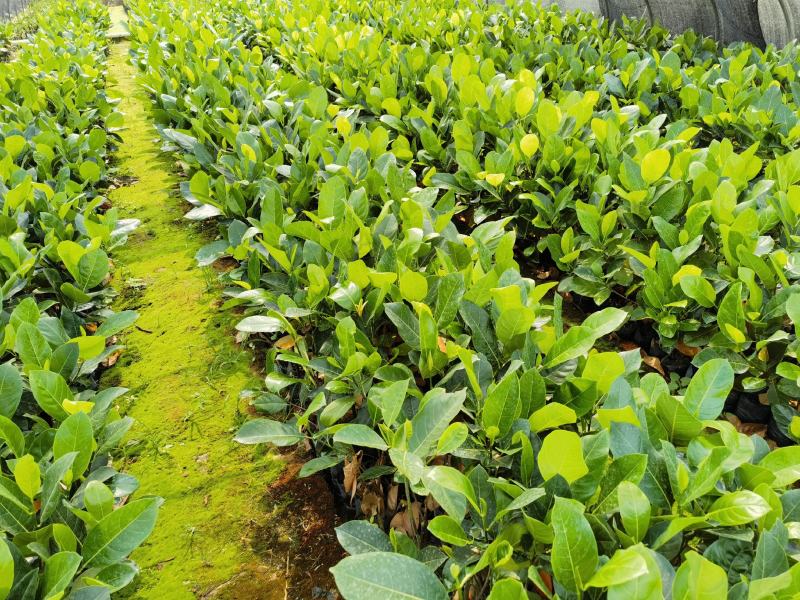 西双版纳优质红肉菠萝蜜、印泥红、榴莲蜜、果苗