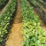 西双版纳优质红肉菠萝蜜、印泥红、榴莲蜜、果苗
