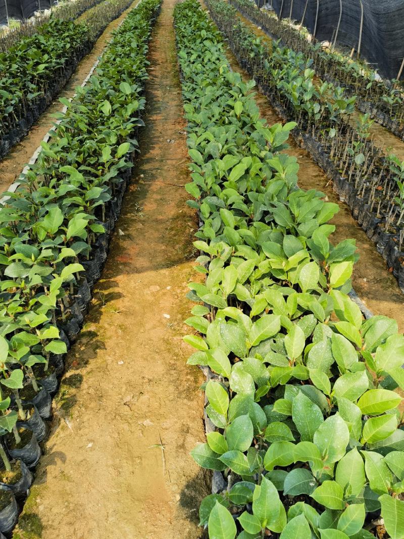 西双版纳优质红肉菠萝蜜、印泥红、榴莲蜜、果苗